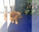 Small Photo #4 Golden Retriever Puppy For Sale in SAN FERNANDO, CA, USA
