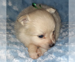 Small Photo #3 Pomeranian Puppy For Sale in LAGRANGE, IN, USA