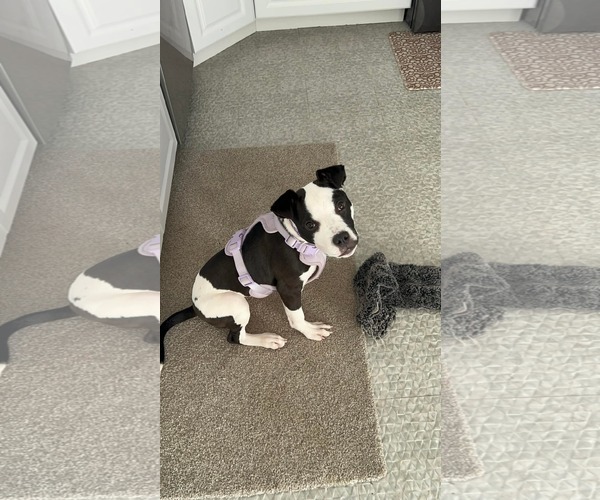 Medium Photo #4 Mutt Puppy For Sale in Uwchlan, PA, USA