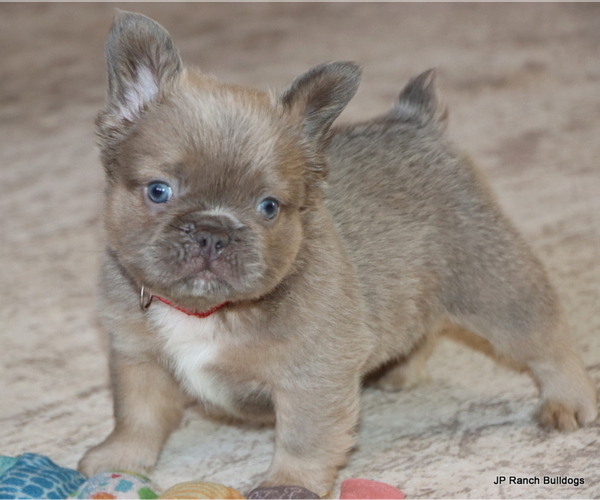 Medium Photo #10 French Bulldog Puppy For Sale in WINNSBORO, TX, USA