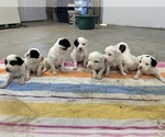 Small Photo #10 Llewellin Setter Puppy For Sale in BASCO, IL, USA