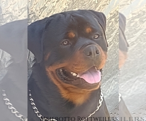 Father of the Rottweiler puppies born on 07/24/2022