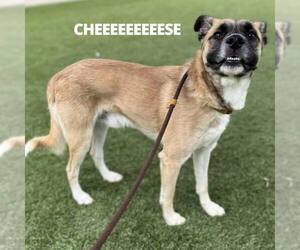Levi - Male Mutt Dog for Adoption - Photo #2