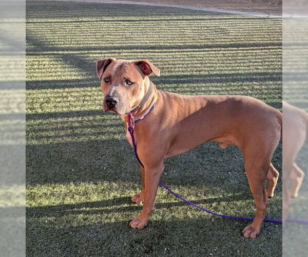 Medium Photo #1 Mutt Puppy For Sale in Las Vegas, NV, USA