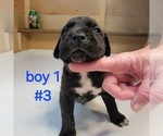 Puppy Puppy 3 Cane Corso