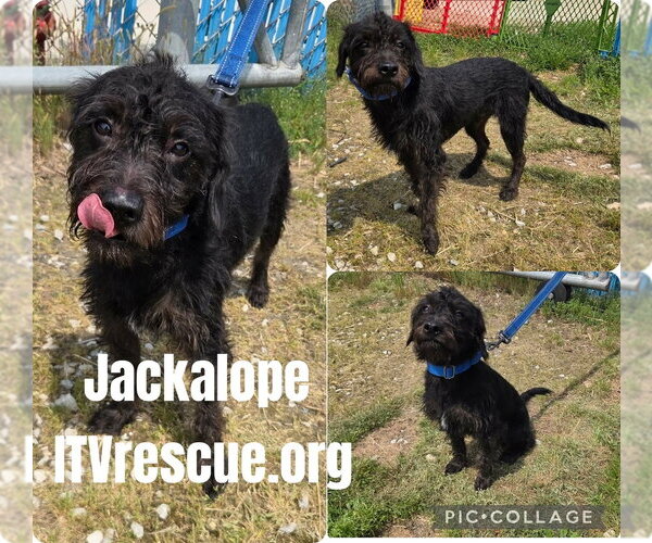 Medium Photo #3 Mutt Puppy For Sale in Evansville, IN, USA