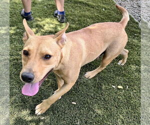 Daisy - Female Carolina Dog-Staffordshire Bull Terrier Mix Dog for Adoption - Photo #5