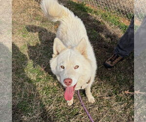 Mutt Dogs for adoption in Shelburne, VT, USA