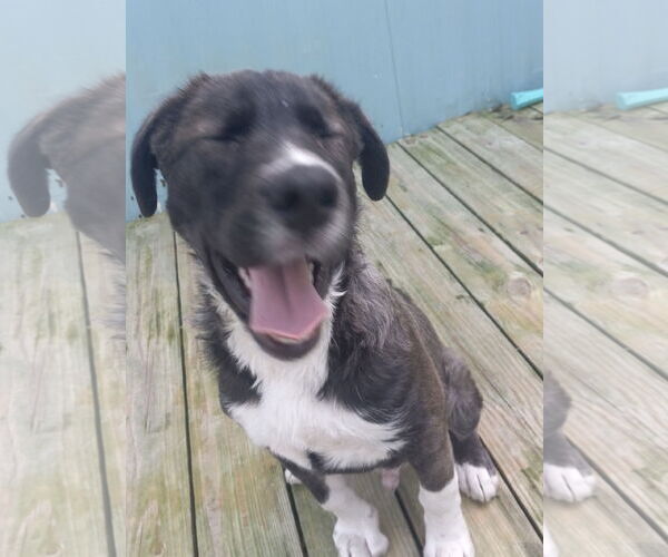 Medium Photo #15 Labrador Retriever-Unknown Mix Puppy For Sale in Murfreesboro, NC, USA