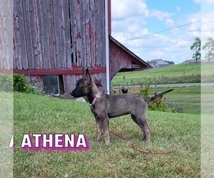 Belgian Malinois Puppy for sale in SHIPSHEWANA, IN, USA