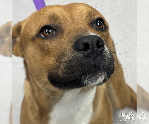 Medium Photo #3 Boxer-Unknown Mix Puppy For Sale in Washington, DC, USA