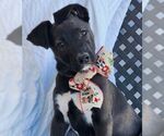 Small #5 Great Dane-Labrador Retriever Mix