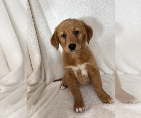 Medium Photo #1 Golden Retriever Puppy For Sale in GREENFIELD, IN, USA