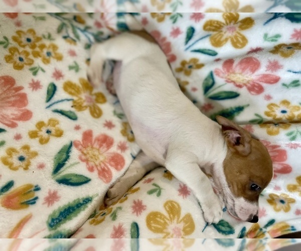 Medium Photo #16 Jack Russell Terrier Puppy For Sale in FORT PIERCE, FL, USA