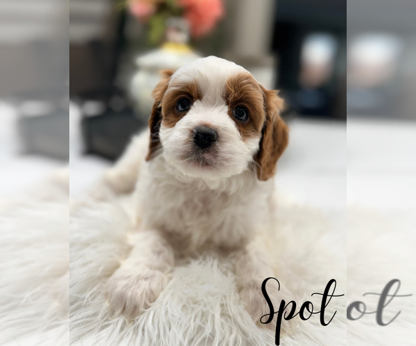 Medium Photo #4 Cavapoo (Miniature) Puppy For Sale in ADDISON, IL, USA
