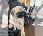 Small Photo #2 Pug Puppy For Sale in WEST NEWBURY, MA, USA