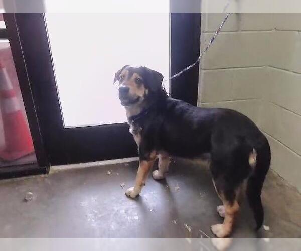 Medium Photo #1 German Shepherd Dog-Unknown Mix Puppy For Sale in Tulsa, OK, USA