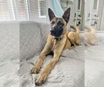 Small #1 German Shepherd Dog Mix