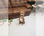 Small American Pit Bull Terrier-Great Dane Mix
