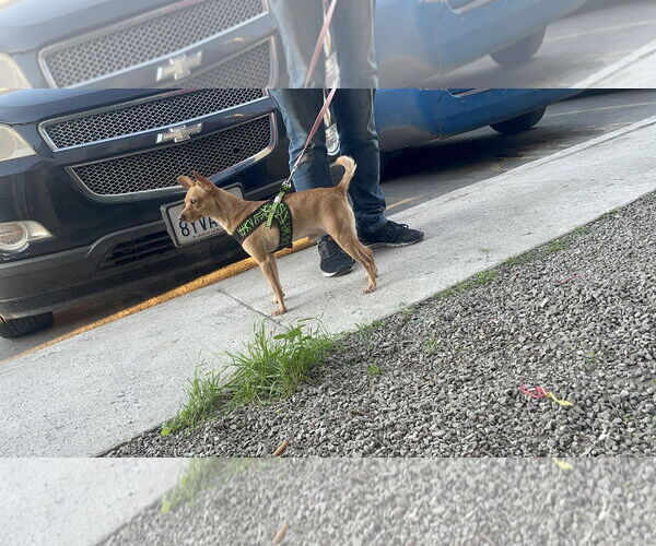 Medium Photo #3 Chihuahua-Unknown Mix Puppy For Sale in Escondido, CA, USA