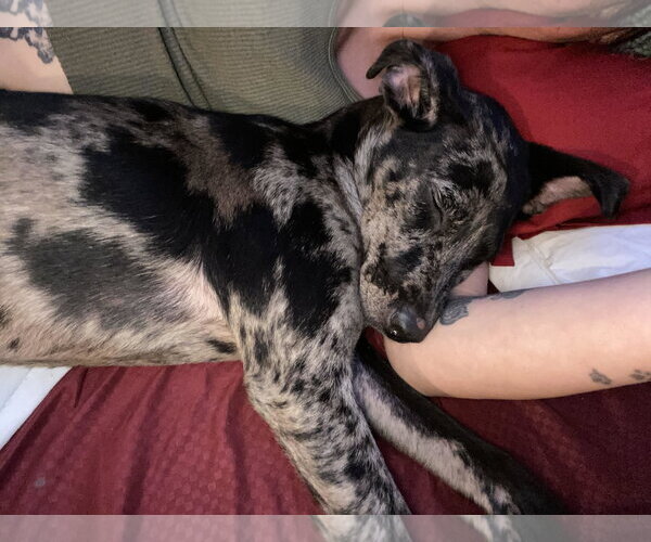 Medium Photo #12 Catahoula Leopard Dog-Unknown Mix Puppy For Sale in Sanford, FL, USA
