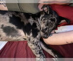 Small #11 Catahoula Leopard Dog Mix