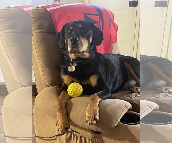 Medium Photo #13 Rottweiler-Unknown Mix Puppy For Sale in White Hall, AR, USA