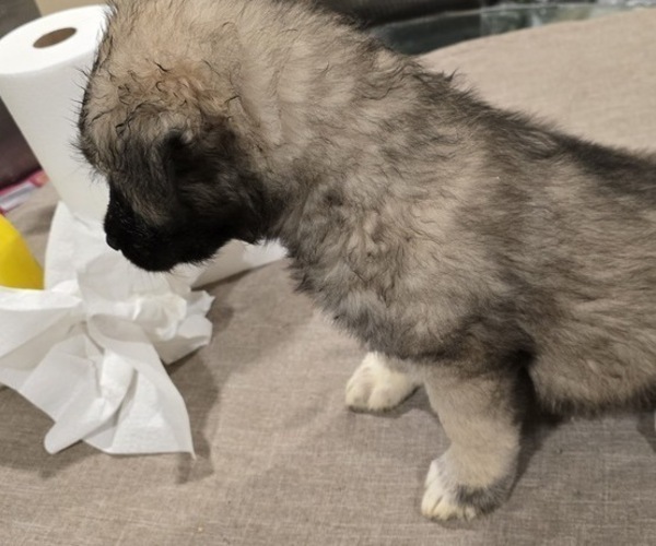 Medium Photo #4 Alaskan Malamute-Mastiff Mix Puppy For Sale in OMAHA, NE, USA