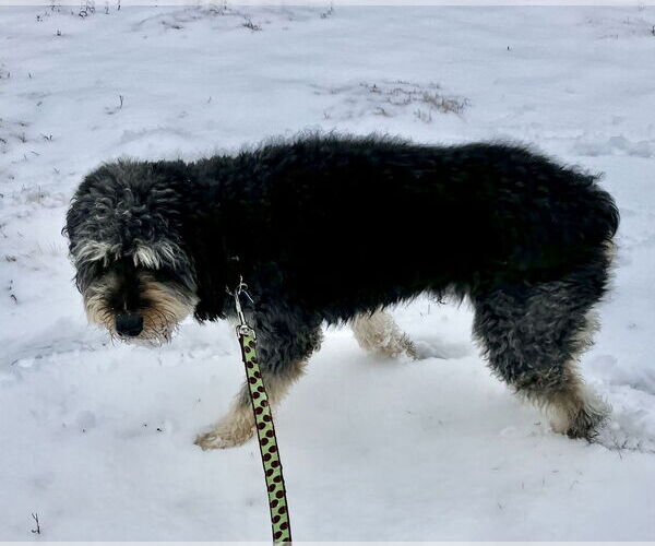 Medium Photo #6 Aussiedoodle Puppy For Sale in Landenberg, PA, USA
