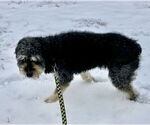 Small #5 Aussiedoodle