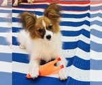 Small #3 Papillon
