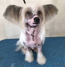 Chinese Crested Puppy for sale in FORT WORTH, TX, USA