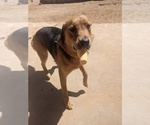 Small #1 Mutt
