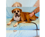 Small #4 Boxer