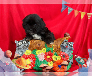 Maltipoo Puppy for sale in SAN FRANCISCO, CA, USA