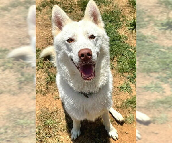 Medium Photo #1 Siberian Husky Puppy For Sale in Sacramento, CA, USA