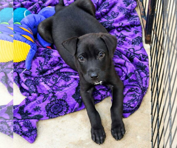 Medium Photo #4 Labrador Retriever-Unknown Mix Puppy For Sale in SHERBURNE, NY, USA