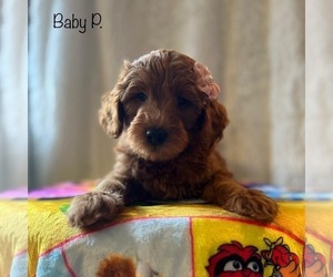 Goldendoodle (Miniature) Puppy for Sale in SENECA FALLS, New York USA