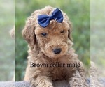 Small Photo #23 Goldendoodle Puppy For Sale in CROTON, MI, USA