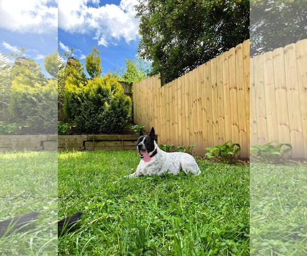 Medium Photo #15 Mutt Puppy For Sale in Derwood, MD, USA