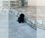 Small Photo #12 ShihPoo Puppy For Sale in TAMPA, FL, USA