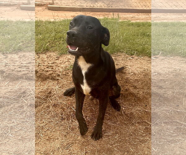 Medium Photo #1 Mutt Puppy For Sale in Eastman, GA, USA
