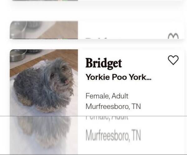 Medium Photo #7 Mutt Puppy For Sale in Pacolet, SC, USA
