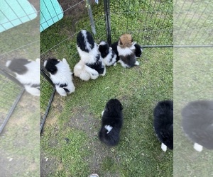 Pomeranian Litter for sale in HARKER HEIGHTS, TX, USA