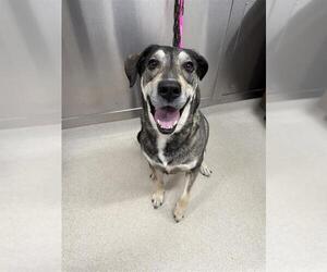 Mutt Dogs for adoption in Fairbanks, AK, USA