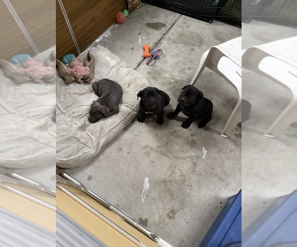 Medium Photo #6 Cane Corso Puppy For Sale in CORONA, CA, USA