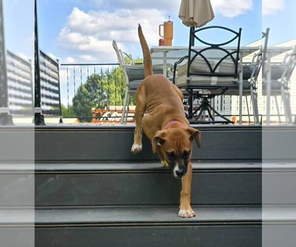 Medium Photo #6 Boxer-Unknown Mix Puppy For Sale in Burnsville, MN, USA