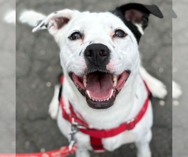 Medium Photo #5 Mutt Puppy For Sale in Canton, CT, USA