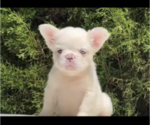 Small Photo #12 French Bulldog Puppy For Sale in KANSAS CITY, MO, USA