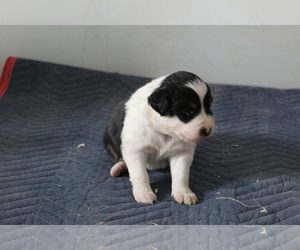 Australian Shepherd Puppy for sale in EVART, MI, USA